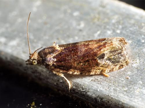 Réf. 331 157 : Olethreutinae inconnu