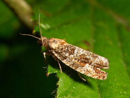Réf. 331 158 : Eudemis profundana