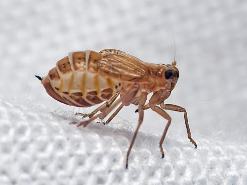 Dicranotropis sp.