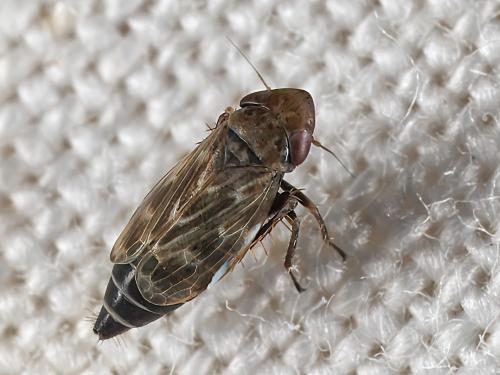 Réf. 331 989 : Deltocephalus pulicaris