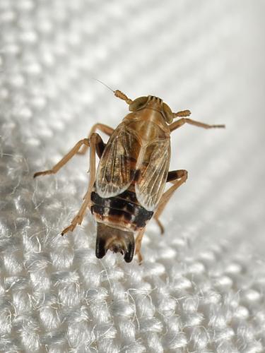 Dicranotropis hamata