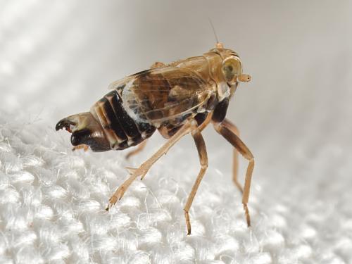 Dicranotropis hamata