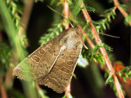 Réf. 331 196 : Hoplodrina sp.