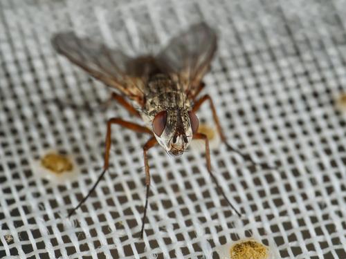 Dinera grisescens