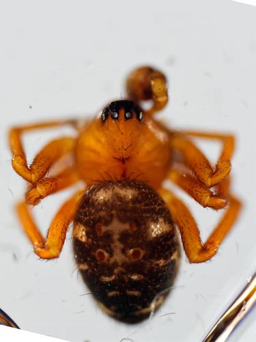 Euryopis flavomaculata