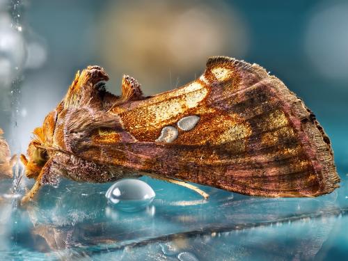 Réf. 331 079 : Chrysodeixis chalcites