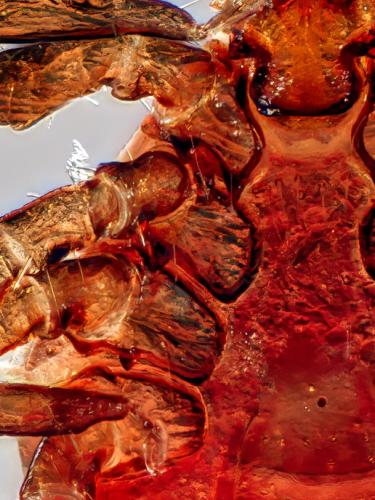Réf. 331 123 : Ixodes sp.