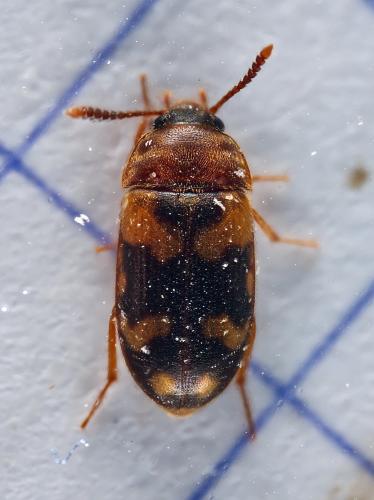Réf. 331 980 : Mycetophagus piceus