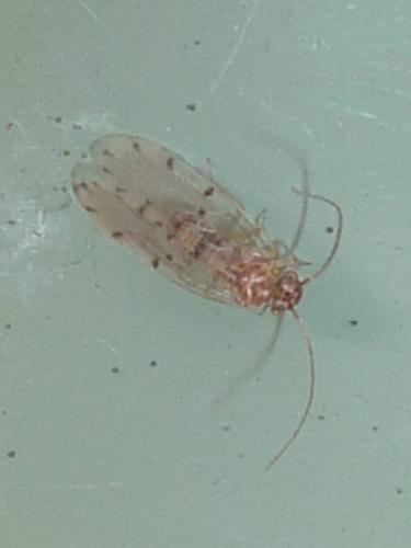 Réf. 331 154 : Ectopsocus petersi