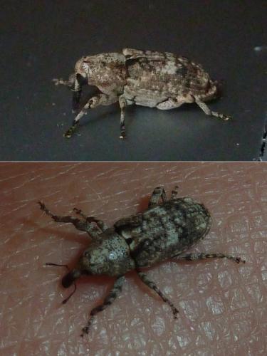 Réf. 331 155 : Gasterocercus depressirostris