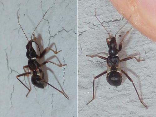 Réf. 331 156 : Himacerus mirmicoides