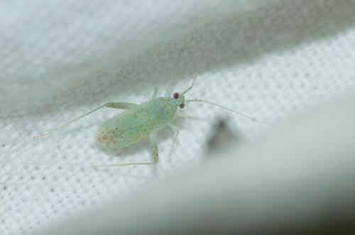 Phytocoris delicatulus