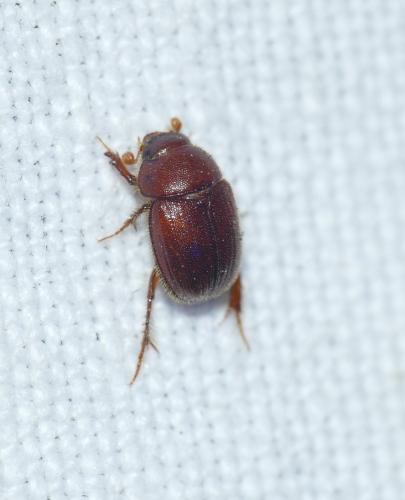 Ochodaeus chrysomeloides