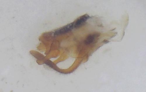 Réf. 331 129 : Malthodes dispar