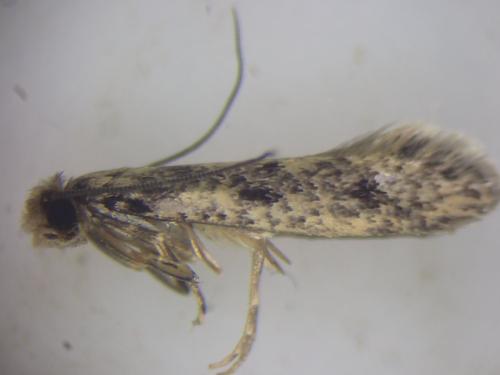 Réf. 331 991 : Niditinea fuscella