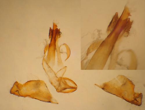 Réf. 331 992 : Niditinea fuscella