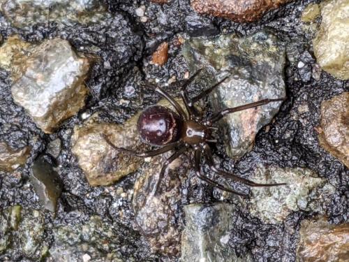 Steatoda grossa