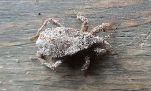 Reduvius personatus