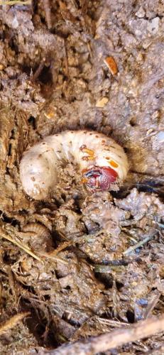 Oryctes nasicornis