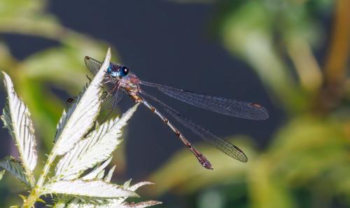 Chalcolestes viridis
