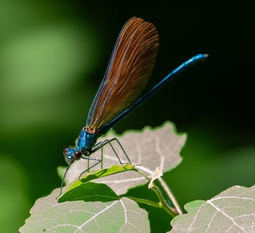 Calopteryx virgo