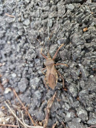 Isyndus obscurus