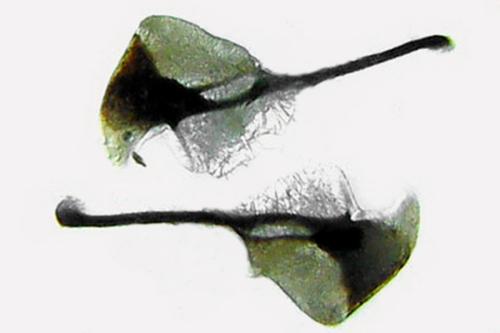 Sciapteryx consobrina