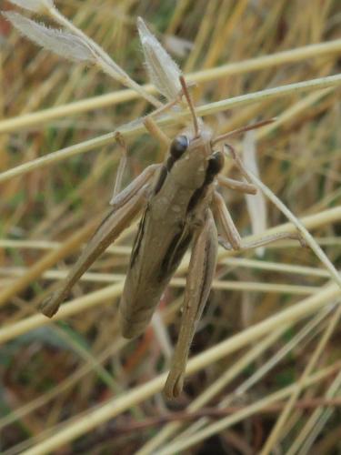 Euchorthippus elegantulus
