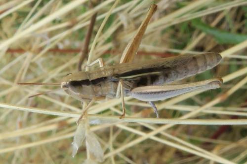 Euchorthippus elegantulus