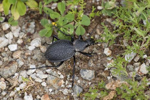 Réf. 331 556 : Carabus gigas duponchelii