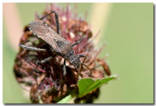 Réf. 331 994 : Alydus calcaratus