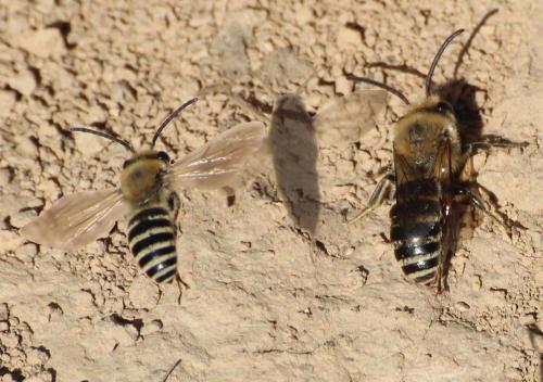 Colletes sp.