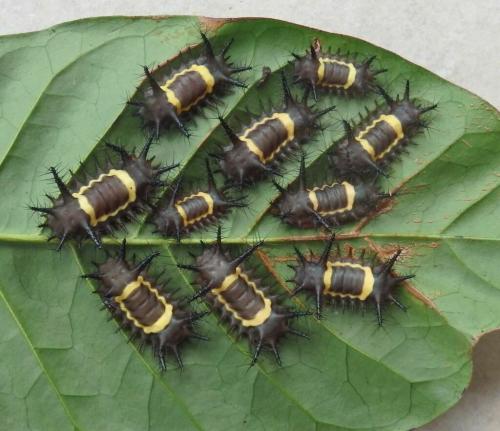 Acharia nesea