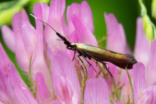 Coleophora deauratella
