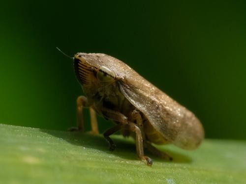 Philaenus spumarius