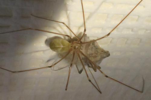 Pholcus phalangioides
