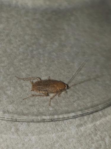 Planuncus vinzi