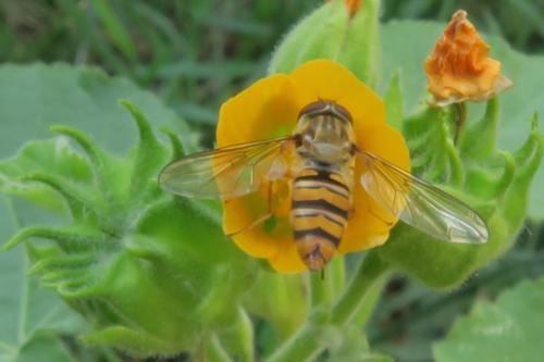 Réf. 331 729 : Episyrphus balteatus