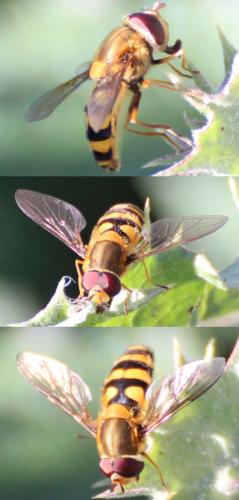 Syrphus sp.