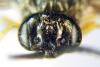 331357 – Photo : Alexander Boldyrev – Russie