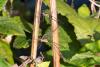 331001 – Photo : Pierre Duhem – France (60)