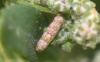 331220 – Photo : Numayta – France (68)
