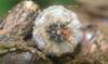 331067 – Photo : Numayta – France (68)