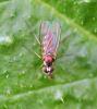 331100 – Photo : Oryctes – France (59)