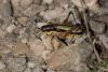 331014 – Photo : Patrick ORVANE – France (05)