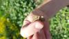 331000 – Photo : Florian PEREZ – France (66)