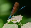 331102 – Photo : Damien GRILLIERE – France (15)