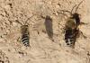 Colletes sp.