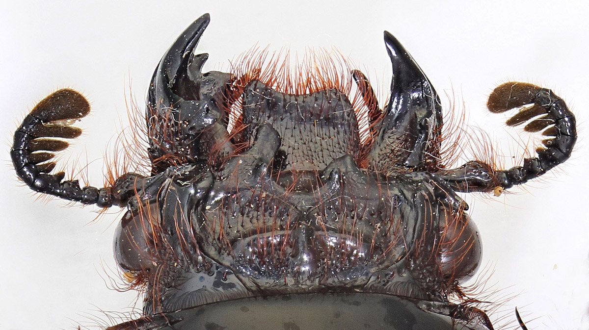 Réf. 331880 — INSECTA > Coleoptera > Passalidae > Aceraius sp. www