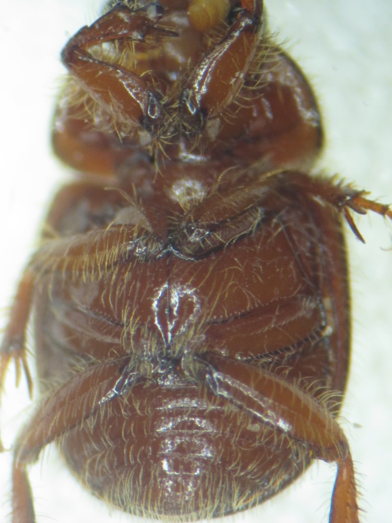 Julien Bottinelli - Ochodaeus chrysomeloides - réf. 331299 (768 x 1024 pixels, 161 ko)